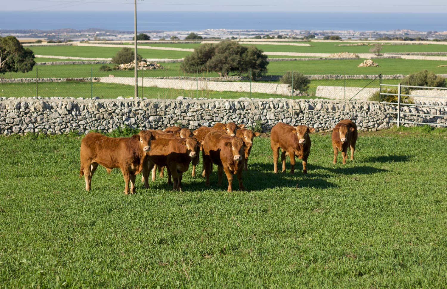 gallery_Tavola disegno 1 copia 18