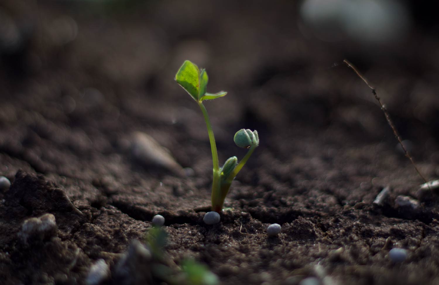 gallery_Tavola disegno 1 copia 7